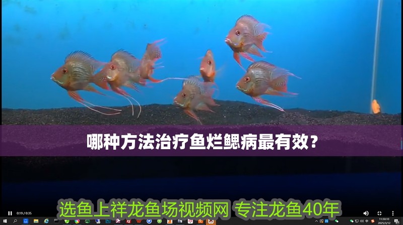 哪種方法治療魚爛鰓病最有效？