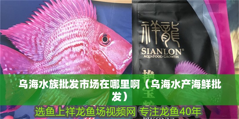 烏海水族批發市場在哪里啊（烏海水產海鮮批發）