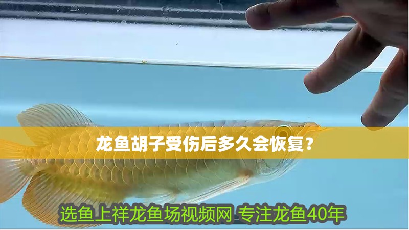 龍魚胡子受傷后多久會恢復？