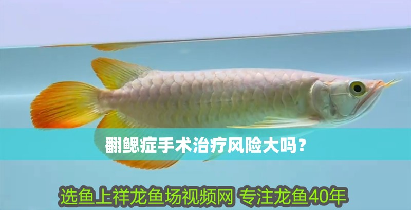 翻鰓癥手術(shù)治療風(fēng)險(xiǎn)大嗎？ 翻鰓癥手術(shù)治療風(fēng)險(xiǎn)大嗎？ 龍魚百科