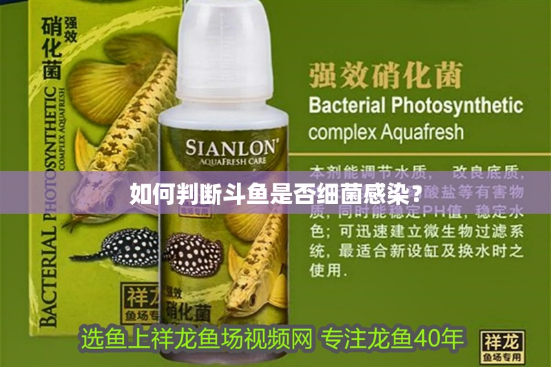 如何判斷斗魚是否細菌感染？