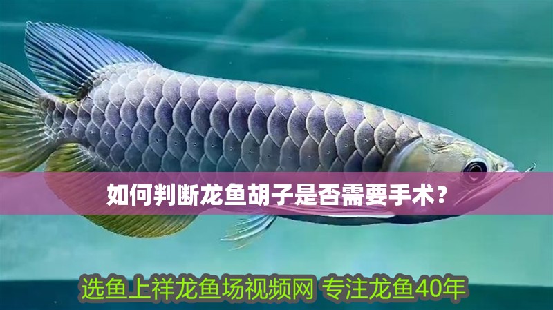 如何判斷龍魚胡子是否需要手術(shù)？