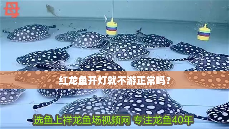 紅龍魚開燈就不游正常嗎？