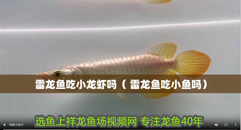 雷龍魚吃小龍蝦嗎（ 雷龍魚吃小魚嗎）