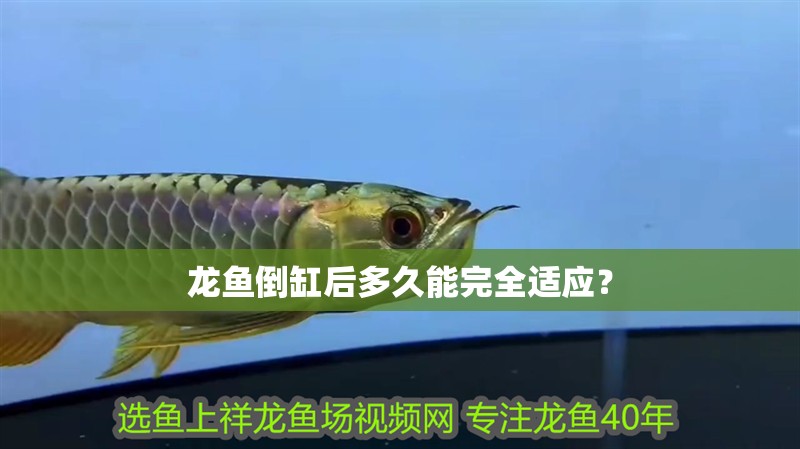 龍魚倒缸后多久能完全適應？