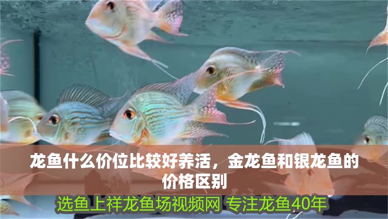 龍魚什么價位比較好養活，金龍魚和銀龍魚的價格區別