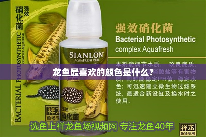 龍魚最喜歡的顏色是什么？