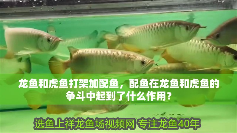 龍魚和虎魚打架加配魚，配魚在龍魚和虎魚的爭斗中起到了什么作用？