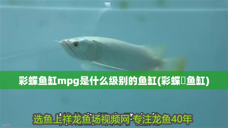 彩蝶魚缸mpg是什么級(jí)別的魚缸(彩蝶魟魚缸)