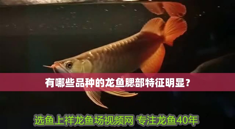 有哪些品種的龍魚腮部特征明顯？