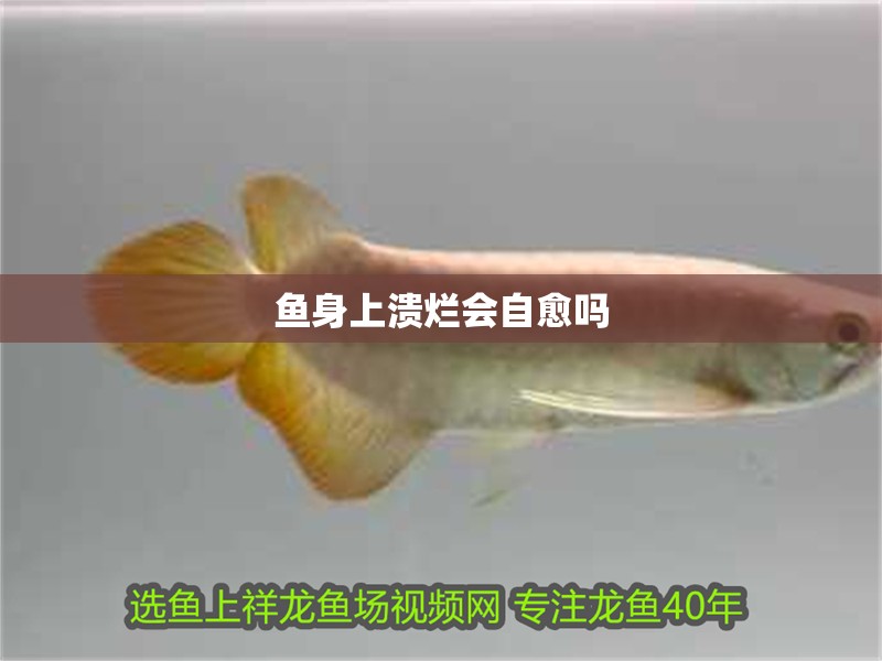 魚身上潰爛會自愈嗎