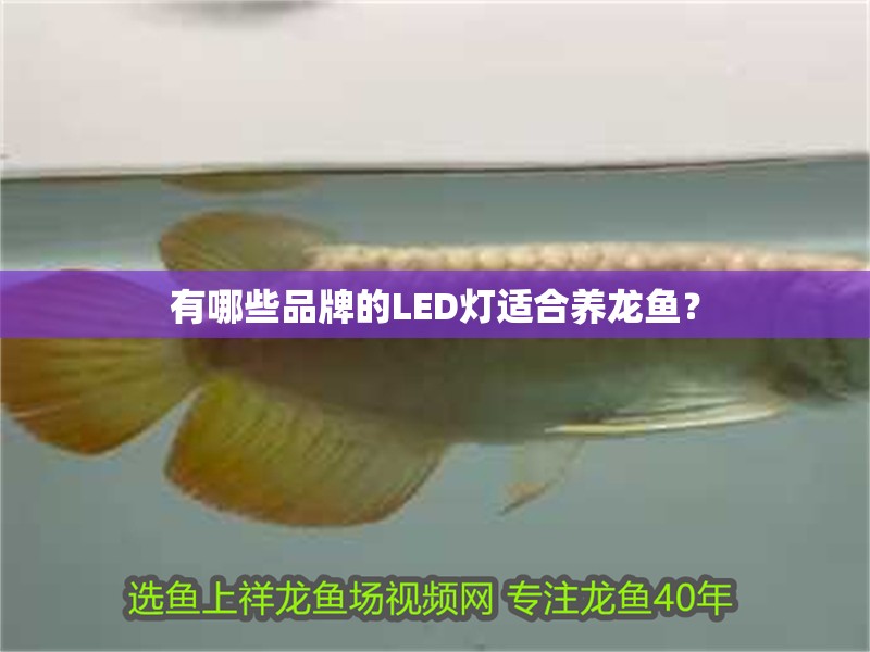 有哪些品牌的LED燈適合養龍魚？
