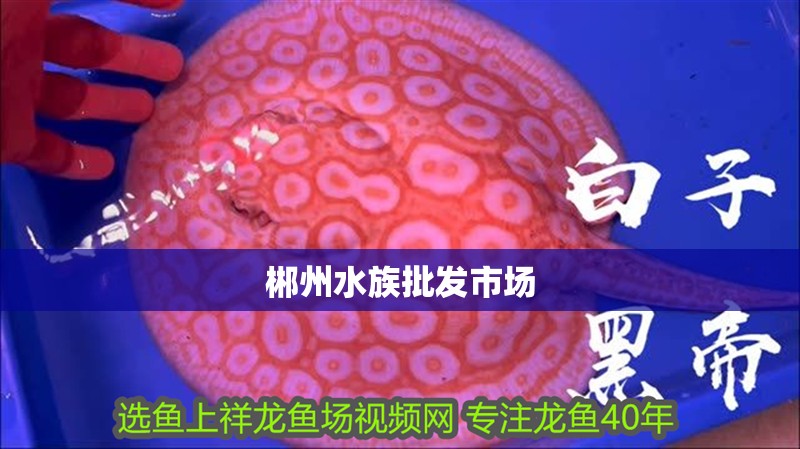 郴州水族批發市場