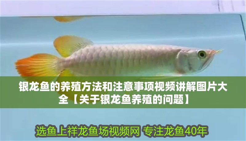 銀龍魚的養殖方法和注意事項視頻講解圖片大全【關于銀龍魚養殖的問題】