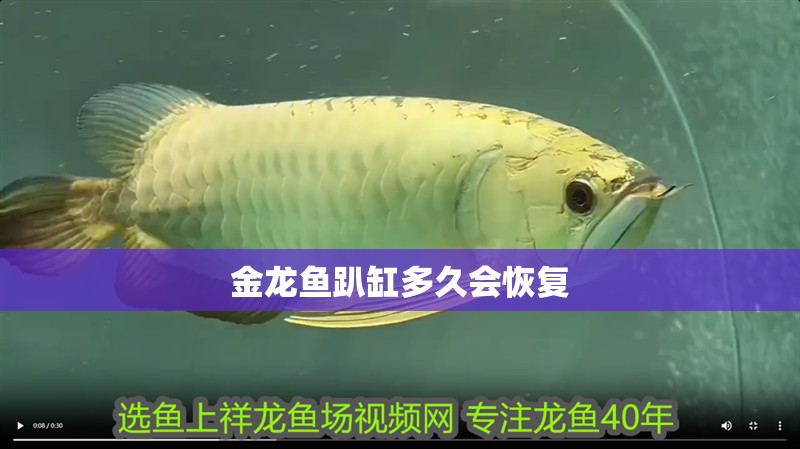 金龍魚趴缸多久會恢復