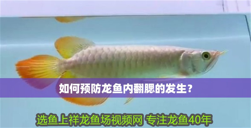 如何預防龍魚內翻腮的發(fā)生？