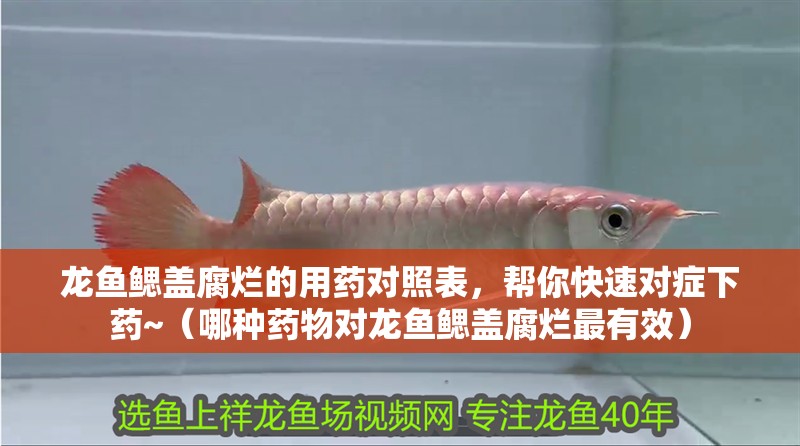 龍魚鰓蓋腐爛的用藥對照表，幫你快速對癥下藥~（哪種藥物對龍魚鰓蓋腐爛最有效）