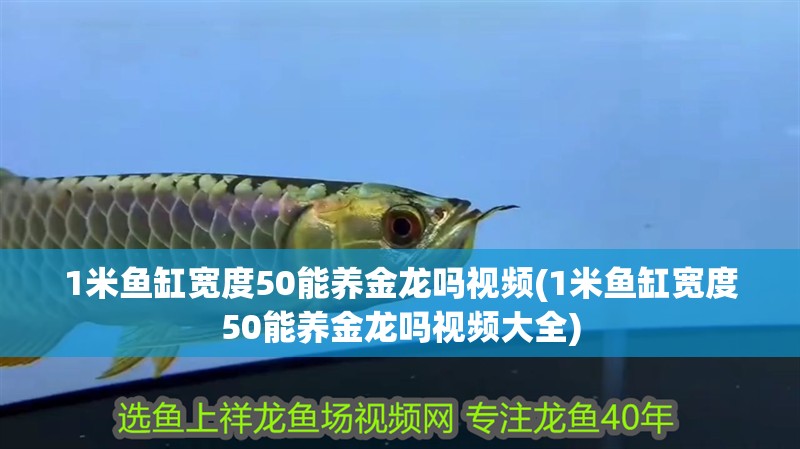 1米魚缸寬度50能養(yǎng)金龍嗎視頻(1米魚缸寬度50能養(yǎng)金龍嗎視頻大全)