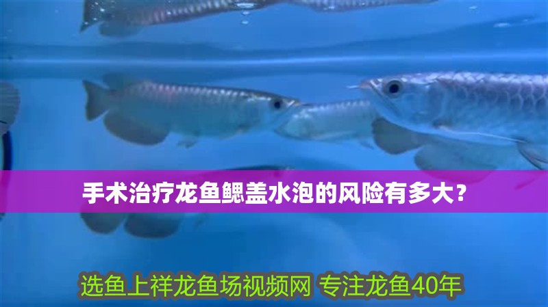 手術治療龍魚鰓蓋水泡的風險有多大？
