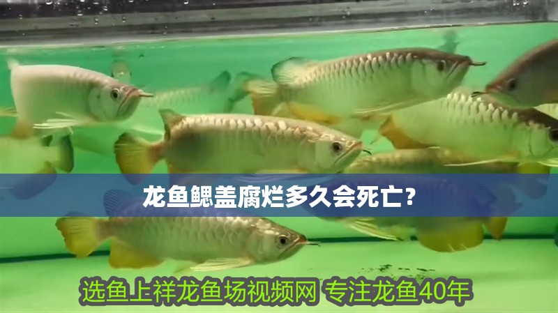 龍魚鰓蓋腐爛多久會死亡？