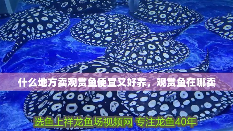 什么地方賣觀賞魚便宜又好養，觀賞魚在哪賣