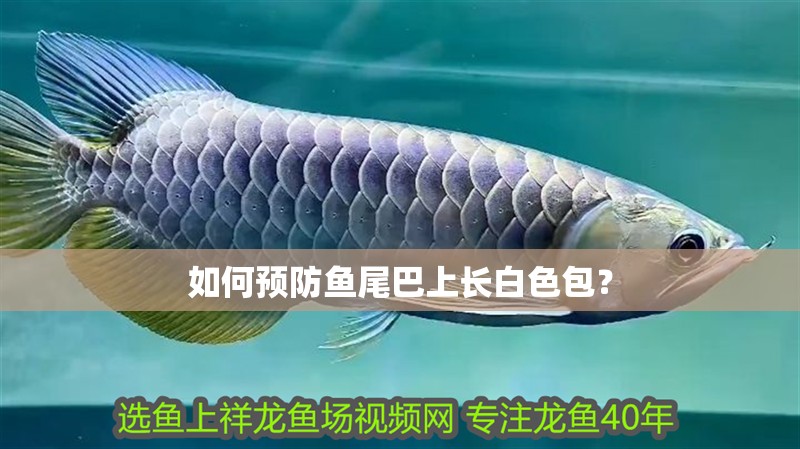 如何預防魚尾巴上長白色包？