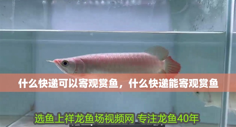 什么快遞可以寄觀賞魚，什么快遞能寄觀賞魚