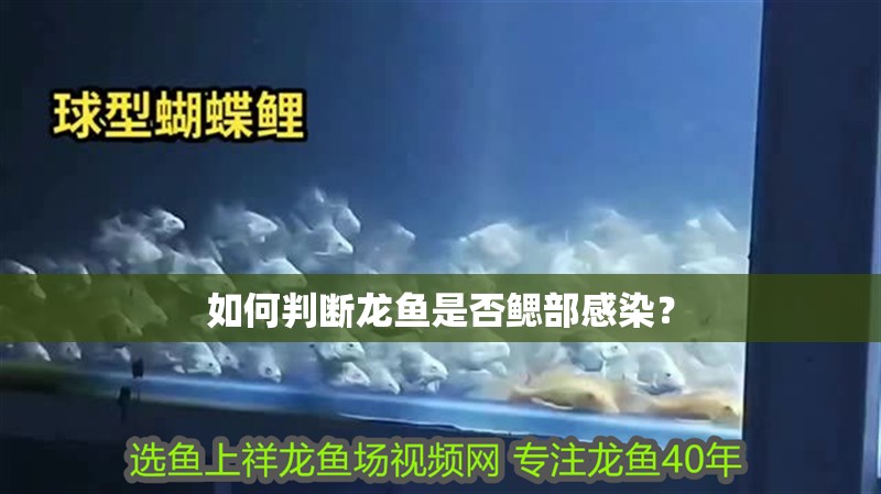 如何判斷龍魚是否鰓部感染？