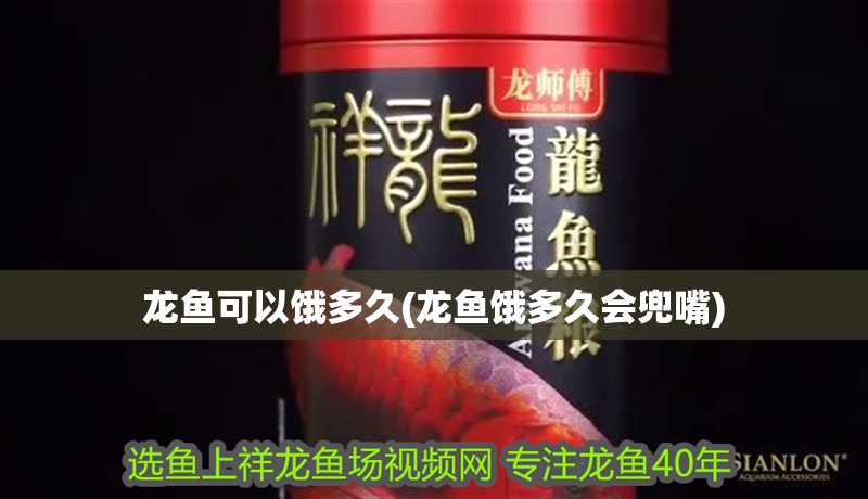 龍魚(yú)可以餓多久(龍魚(yú)餓多久會(huì)兜嘴)
