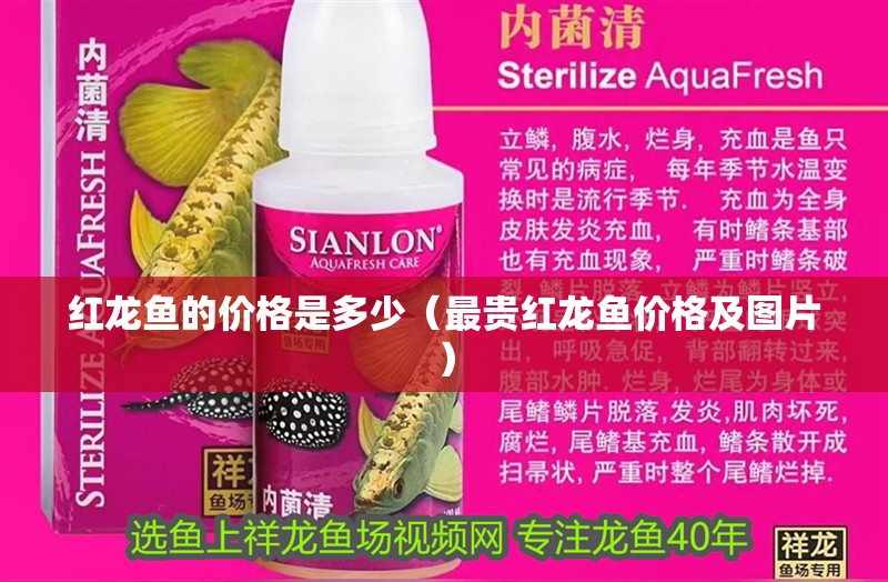 紅龍魚的價格是多少（最貴紅龍魚價格及圖片）