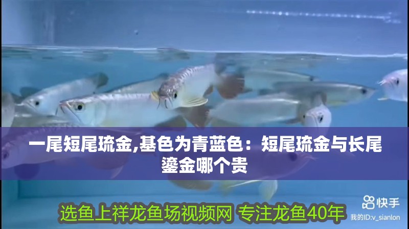 一尾短尾琉金,基色為青藍(lán)色：短尾琉金與長尾鎏金哪個(gè)貴
