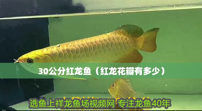30公分紅龍魚（紅龍花瓣有多少）