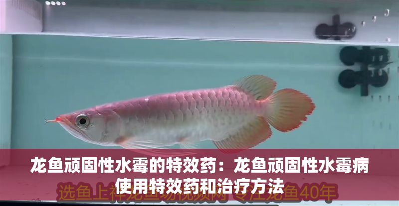 龍魚頑固性水霉的特效藥：龍魚頑固性水霉病使用特效藥和治療方法