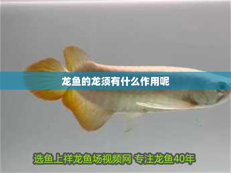 龍魚的龍須有什么作用呢