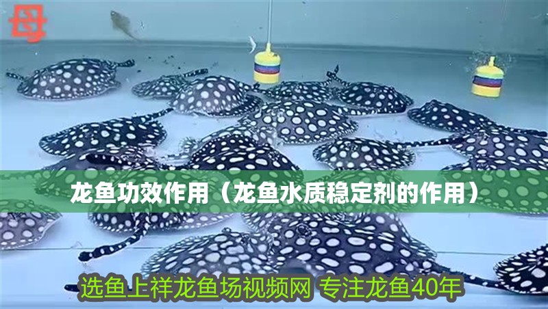 龍魚功效作用（龍魚水質穩定劑的作用）