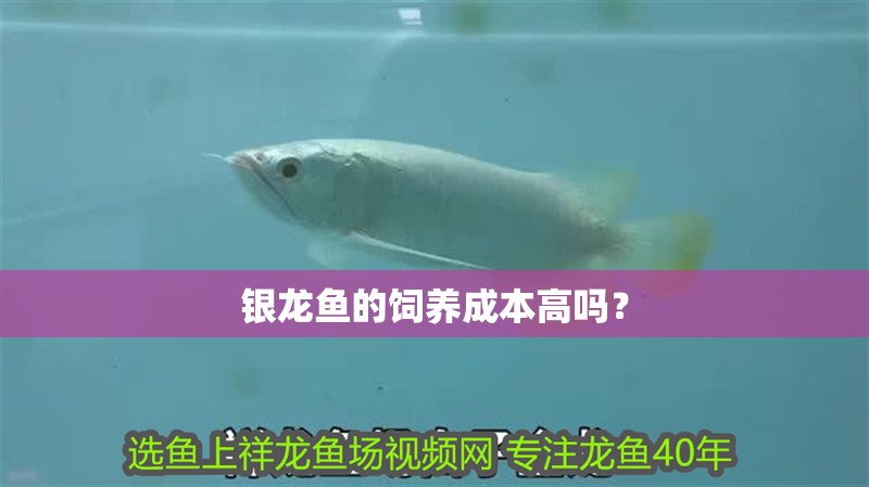 銀龍魚(yú)的飼養(yǎng)成本高嗎？