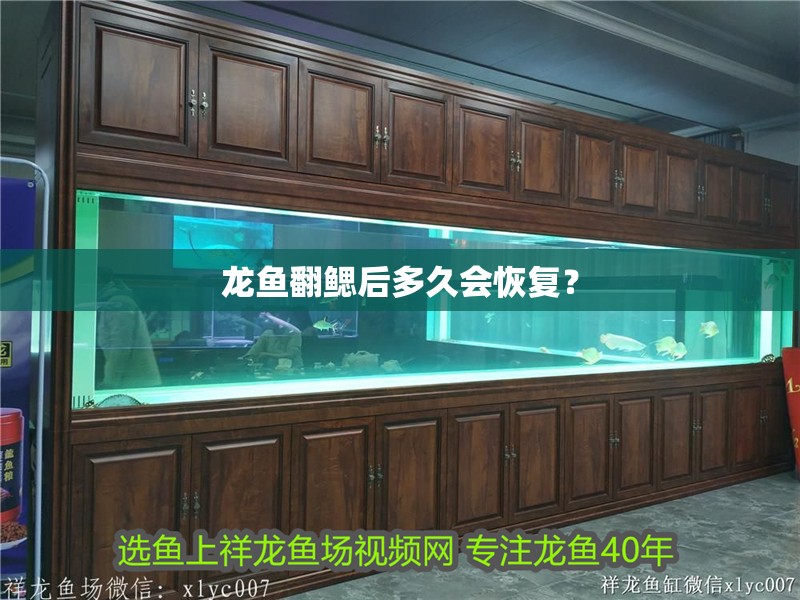 龍魚翻鰓后多久會(huì)恢復(fù)？