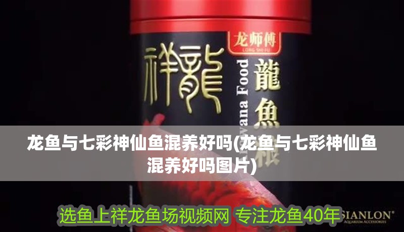 龍魚與七彩神仙魚混養好嗎(龍魚與七彩神仙魚混養好嗎圖片)