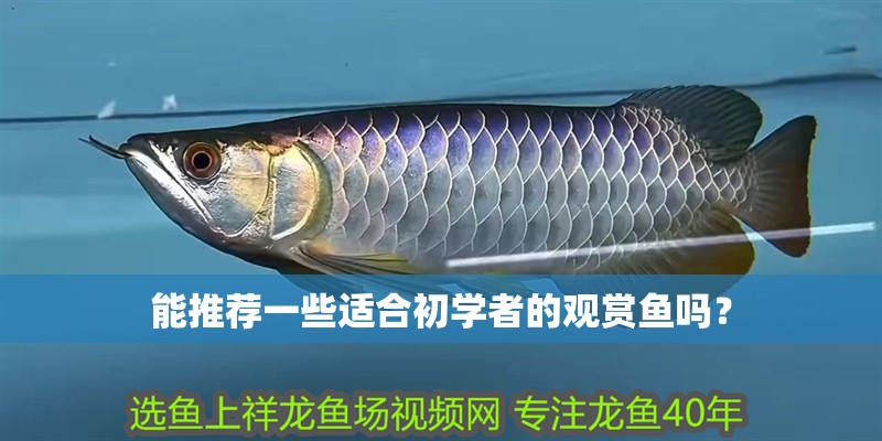 能推薦一些適合初學(xué)者的觀賞魚嗎？