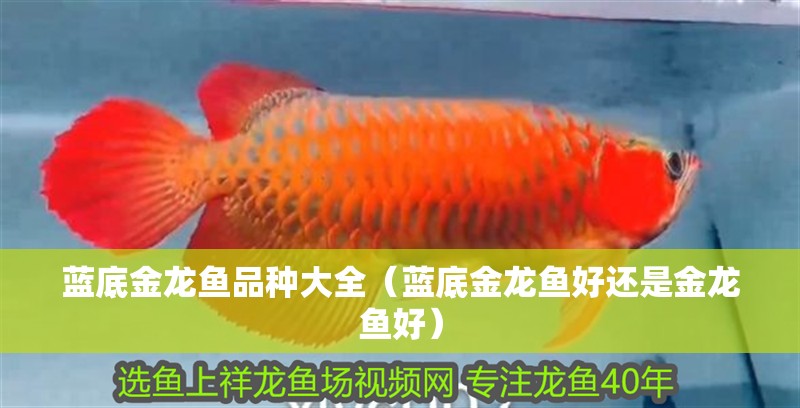 藍底金龍魚品種大全（藍底金龍魚好還是金龍魚好）