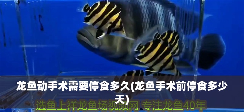 龍魚動手術(shù)需要停食多久(龍魚手術(shù)前停食多少天)