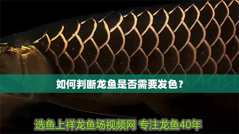 如何判斷龍魚是否需要發(fā)色？