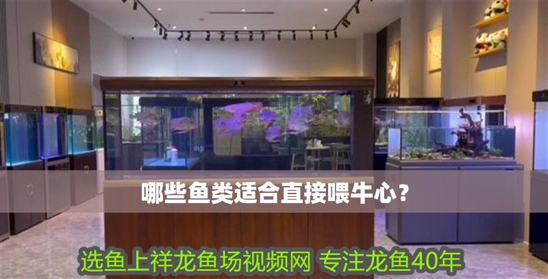 哪些魚類適合直接喂牛心？