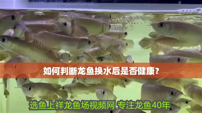 如何判斷龍魚換水后是否健康？