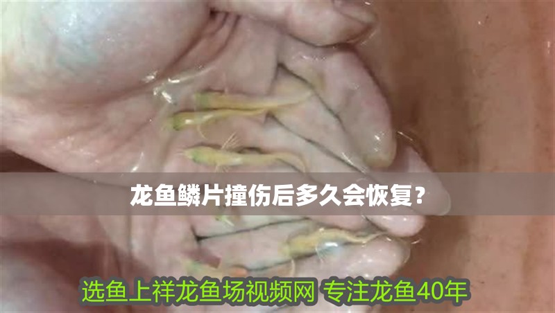 龍魚鱗片撞傷后多久會恢復？