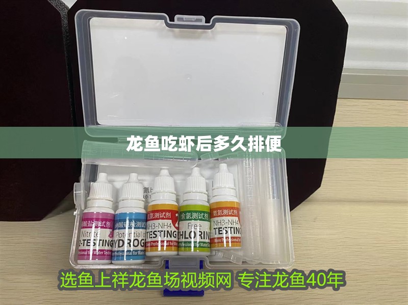 龍魚吃蝦后多久排便