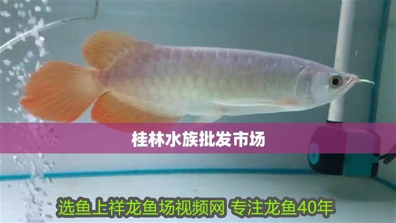 桂林水族批發市場