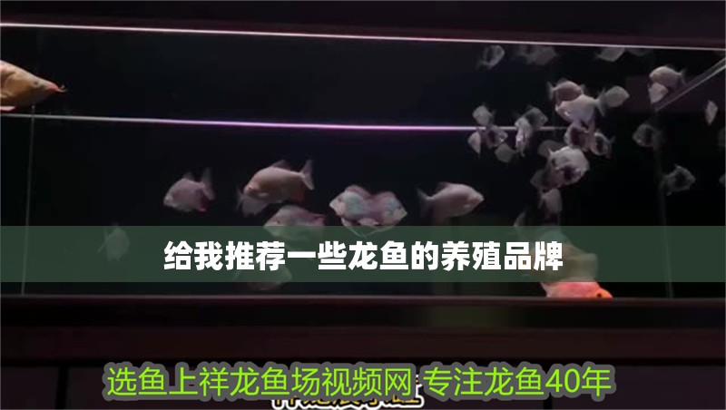 給我推薦一些龍魚的養殖品牌