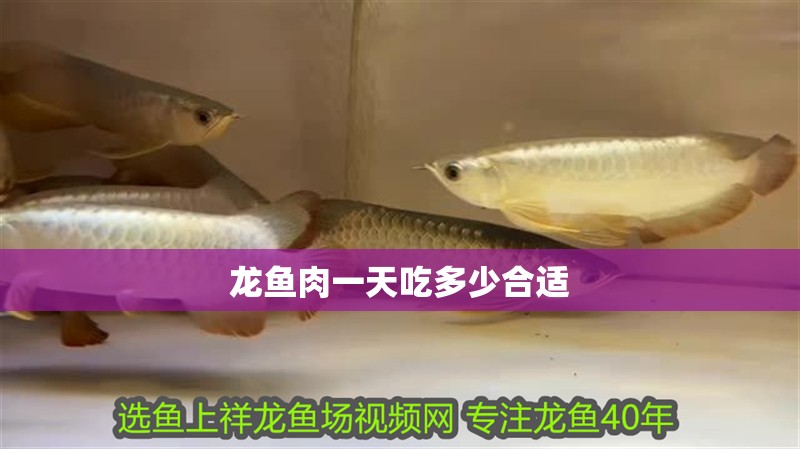 龍魚肉一天吃多少合適