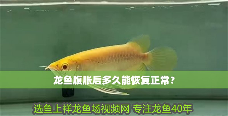 龍魚腹脹后多久能恢復(fù)正常？